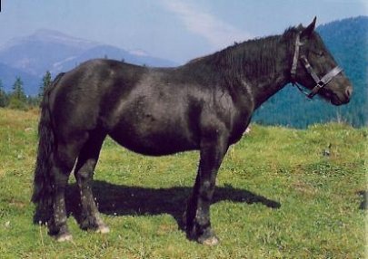 Abtanauer Horse